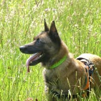 PAKO, chien à adopter