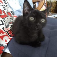 CALIXTA, chatte à adopter