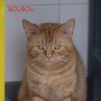 BOUBOU, chat à adopter