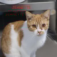 Jeannette, chatte à adopter