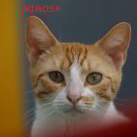 Mimosa, chatte à adopter