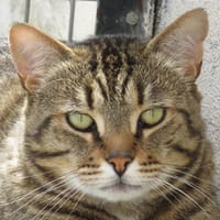 TIGROU, chat à adopter