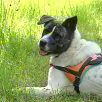 LYLIE BELLE, chienne à adopter