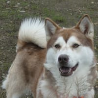 LOLA, chienne à adopter
