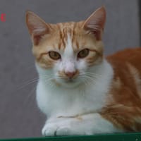 TIMIDE, chat à adopter