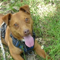 ROUKY, chien à adopter