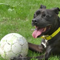 SNOOP, chien à adopter