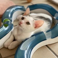 mili, chatte à adopter