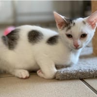 mili, chatte à adopter