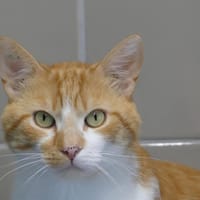 Léon, chat à adopter