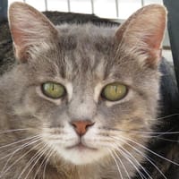 MISTIGRI, chat à adopter