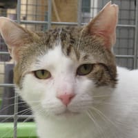 BRETZEL, chat à adopter