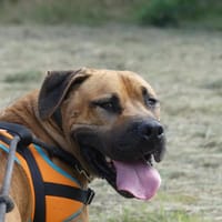 YANG, chien à adopter