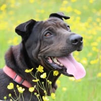 SHADOW, chien à adopter
