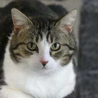 MINA, chatte à adopter