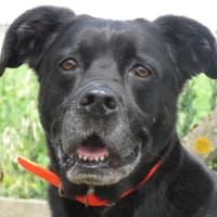 CASSIE, chienne à adopter