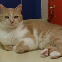GADOW, chat à adopter