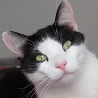 REGLISSE, chat à adopter