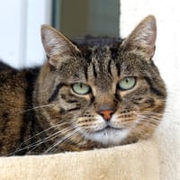 Grodoudou PAB27165, chat à adopter