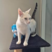 TOUFEU, chat à adopter