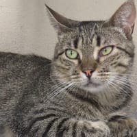 VERSA, chatte à adopter