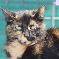Trico, chatte à adopter