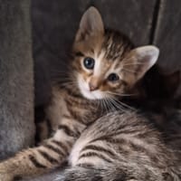 COOKIE, chat à adopter