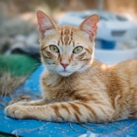 Timm, chat à adopter