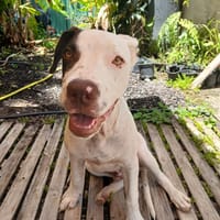 Neo, mâle croisé berger, né le 01/01/2025 🐶, chien à adopter