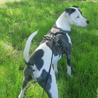 Marley, mâle croisé berger, né le 22/05/2021 🐶, chien à adopter