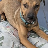 Zia, femelle berger, née le 06/01/2025🐶, chienne à adopter