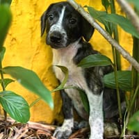 Vito, mâle, croisé Berger, né le 20/04/2025, chien à adopter