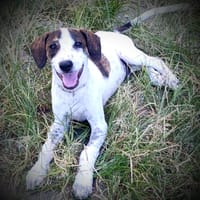 Paprika, mâle berger, né le 24/01/2025 🐶, chien à adopter