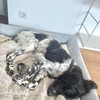 In 49377 auf Pflegestelle: GIOVANNI, Hund zur Adoption