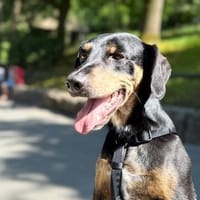 In 65760 auf Pflegestelle: LUCA, Hund zur Adoption
