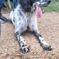 In 50189 auf Pflegestelle: APRILE, Hund zur Adoption