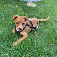 In 83646 auf Pflegestelle: TIRO, Hund zur Adoption