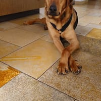In 90556 auf Pflegestelle: FREDO, Hund zur Adoption
