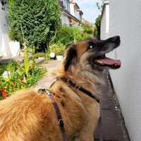 In 31303 auf Pflegestelle: BARRO, Hund zur Adoption