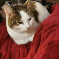 Krümel, Katze zur Adoption