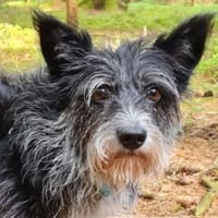 Struppelchen IDA, Hündin zur Adoption