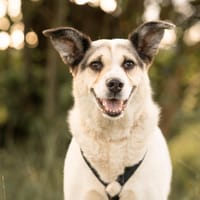 Karma, Hündin zur Adoption