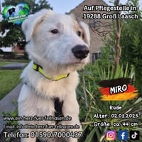 MIRO - willst du mein neuer Freund sein?, Hund zur Adoption