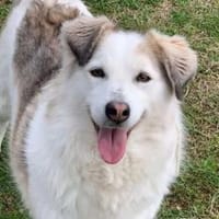 Miska - bildhübsche Wuschelmaus, Hündin zur Adoption