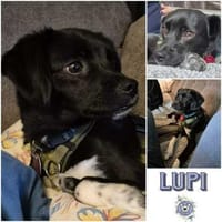 LUPI * zarter Jüngling, Hund zur Adoption