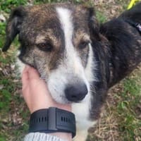 HENRY sehnt sich so nach Liebe 💘, Hündin zur Adoption