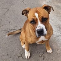 Balou, Hund zur Adoption