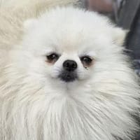 Sheldon, Hund zur Adoption
