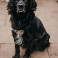 Rambo, Hund zur Adoption