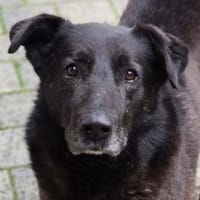 Lebenslustiger FRED, Hund zur Adoption